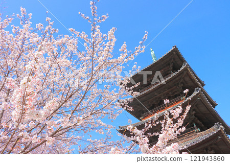 Scenery of cherry blossoms in full bloom and the five-storied pagoda of Yagotoyama Koshoji Temple, Nagoya City, Aichi Prefecture Scenery of cherry blossoms in full bloom and the five-storied pagoda of Yagotoyama Koshoji Temple, Nagoya City, Aichi Prefecture 121943860