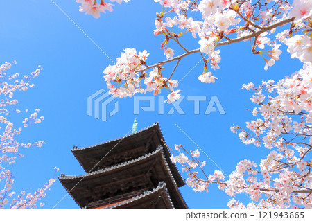 愛知縣名古屋市八子山興勝寺櫻花盛開和五層塔的景色 121943865