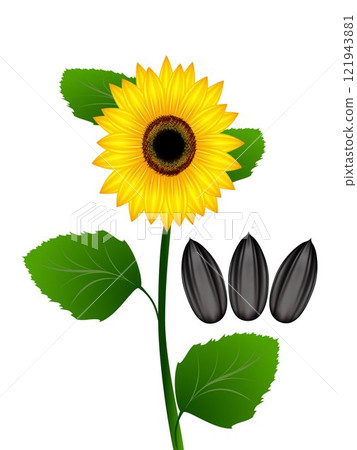 Sunflower and sunflower seeds on a white background. 121943881