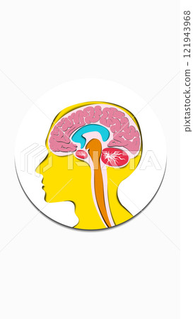 Human brain in yellow and pink tones, illustrating anatomical structures for educational purposes. Conceptual design. 121943968