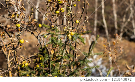 Apples branches forest Apples branches forest 121943972