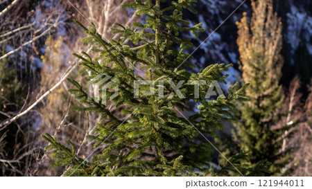 Healthy green trees in a forest of old spruce, fir and pine. Spruce trees down the hill to coniferous forest in fog at sunrise Healthy green trees in a forest of old spruce, fir and pine. Spruce trees down the hill to coniferous forest in fog at sunrise 121944011