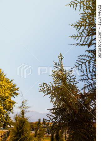 spruce branches tree branches against the sky 121944022