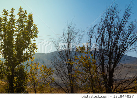 spruce branches tree branches against the sky spruce branches tree branches against the sky 121944027