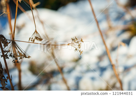 Dried grass outdoors Dried grass outdoors 121944031