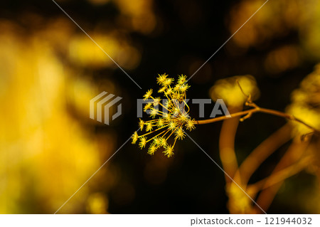 Dried grass outdoors Dried grass outdoors 121944032