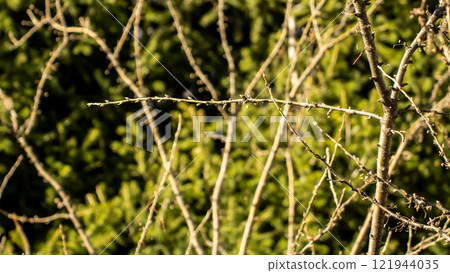Apples branches forest 121944035