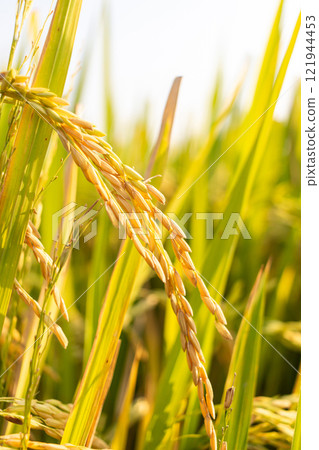 Close up yellow color of rice ears 121944453