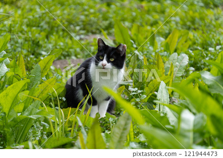 A stray cat resembling a kitten with a calico pattern, surrounded by greenery amongst aquatic plants by the pond 121944473