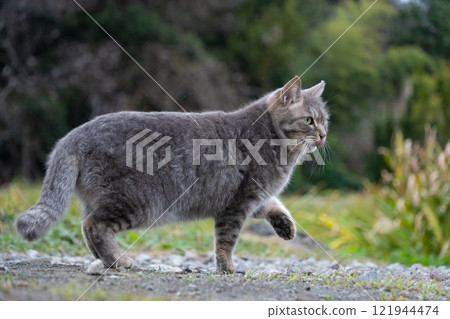 一隻灰色毛皮的流浪貓在自然公園裡用爪子擺姿勢 121944474