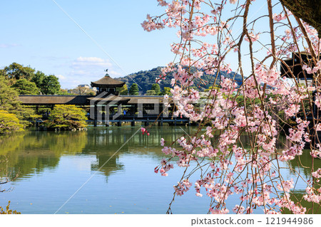 [京都府]平安神宮的櫻花 121944986