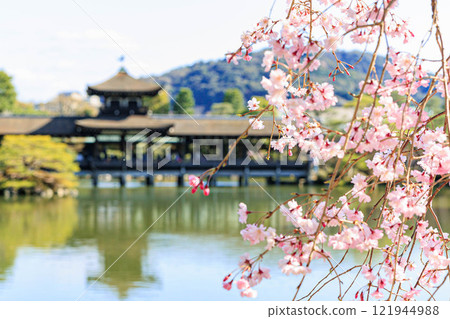 [京都府]平安神宮的櫻花 121944988
