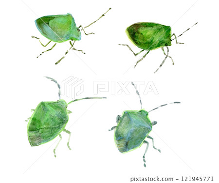 椿象 椿象 121945771