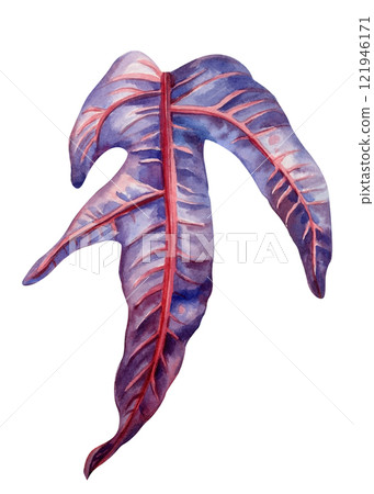 watercolor croton leaf isolated, colorful green yellow botanical illustration, hand painted plant nature foliage decor watercolor croton leaf isolated, colorful green yellow botanical illustration, hand painted plant nature foliage decor 121946171