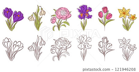Set of spring flowers in vibrant colors and elegant line art style. Crocus, snowdrop, peony, iris, tulip and daffodil for nature or seasonal design project. Isolated on white background. 121946208