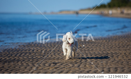 Portrait of a young Bedlington Terrier dog running along the seashore Portrait of a young Bedlington Terrier dog running along the seashore 121946532