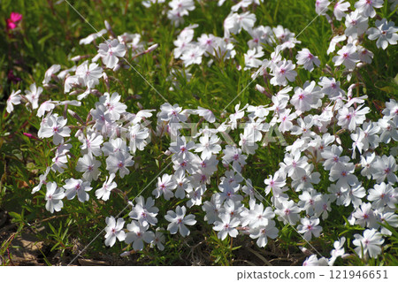 Phlox subulata - low-growing, creeping ornamental flower Phlox subulata - low-growing, creeping ornamental flower 121946651