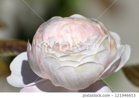 The Beautiful large white color and varietal rose The Beautiful large white color and varietal rose 121946653