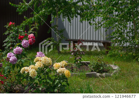A fragment of a courtyard with roses, trees and a bench 121946677