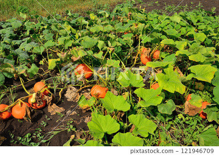 Ripe orange pumpkin growing in the garden 121946709