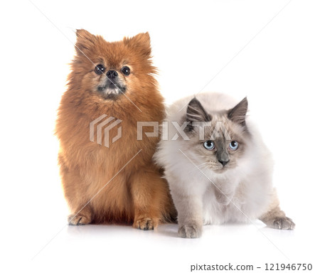 pomeranian and cat in studio 121946750