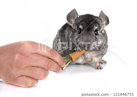 Chinchilla in studio Chinchilla in studio 121946755