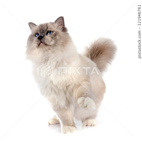 birman cat in studio 121946761