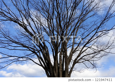 Looking up at winter trees with blue sky and clouds background 121947411
