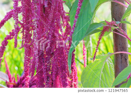 Countryside garden. Amaranthus caudatus of violet color. Growing love-lies-bleeding in rustic garden. Gardening. 121947565