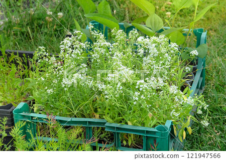 Alyssum seedlings are prepared for planting in farm garden. Plantation. Cottage garden. Sunny day. 121947566