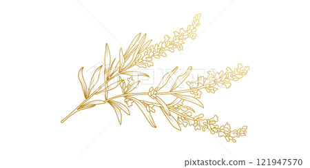 Golden Lavender flowers line art isolated on white background. Luxury Lavender floral design elements for invitation, wedding, wallpaper, print template, vector illustration Golden Lavender flowers line art isolated on white background. Luxury Lavender floral design elements for invitation, wedding, wallpaper, print template, vector illustration 121947570
