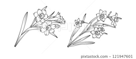 Narcissus flower bouquet arrangement line art on white background. Silhouette Daffodil botanical hand drawn element for wedding, invitation frame design, vector illustration 121947601