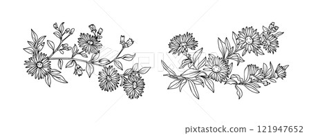 Aster flower arrangement line art on white background. Silhouette botanical hand drawn element for wedding, invitation frame design, vector illustration 121947652