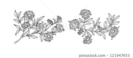 Aster flower arrangement line art on white background. Silhouette botanical hand drawn element for wedding, invitation frame design, vector illustration 121947653