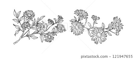Aster flower arrangement line art on white background. Silhouette botanical hand drawn element for wedding, invitation frame design, vector illustration 121947655