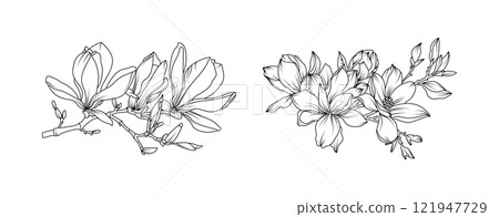 Magnolia flower arrangement line art on white background. Silhouette magnolia botanical hand drawn element for wedding, invitation frame design, vector illustration Magnolia flower arrangement line art on white background. Silhouette magnolia botanical hand drawn element for wedding, invitation frame design, vector illustration 121947729