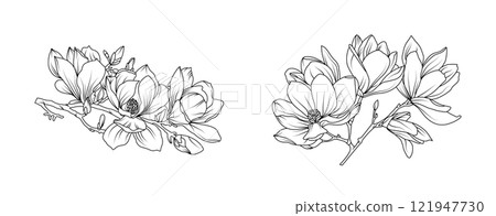 Magnolia flower arrangement line art on white background. Silhouette magnolia botanical hand drawn element for wedding, invitation frame design, vector illustration 121947730