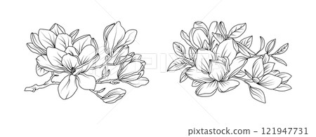 Magnolia flower arrangement line art on white background. Silhouette magnolia botanical hand drawn element for wedding, invitation frame design, vector illustration Magnolia flower arrangement line art on white background. Silhouette magnolia botanical hand drawn element for wedding, invitation frame design, vector illustration 121947731