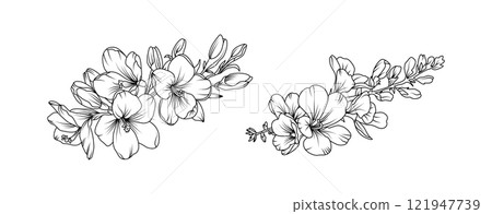 Freesia flower arrangement line art on white background. Silhouette freesia botanical hand drawn element for wedding, invitation frame design, vector illustration Freesia flower arrangement line art on white background. Silhouette freesia botanical hand drawn element for wedding, invitation frame design, vector illustration 121947739