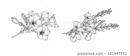 Freesia flower arrangement line art on white background. Silhouette freesia botanical hand drawn element for wedding, invitation frame design, vector illustration 121947742