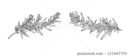 Rosemary leaves arrangement line art on white background. Silhouette rosemary herbal hand drawn element for aromatic, cosmetic, invitation frame design, vector illustration 121947755