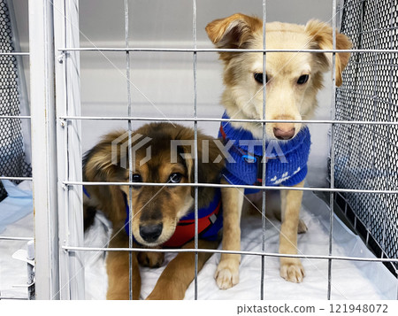 dogs dressed in a sweater in a cage in a pet transport vehicle sitting on a pet diaper dogs dressed in a sweater in a cage in a pet transport vehicle sitting on a pet diaper 121948072