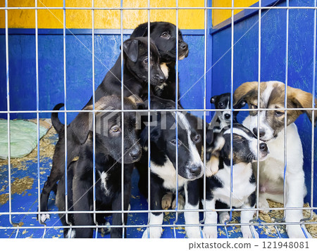 dogs puppies behind bars at the animal shelter. sad eyes of dogs 121948081