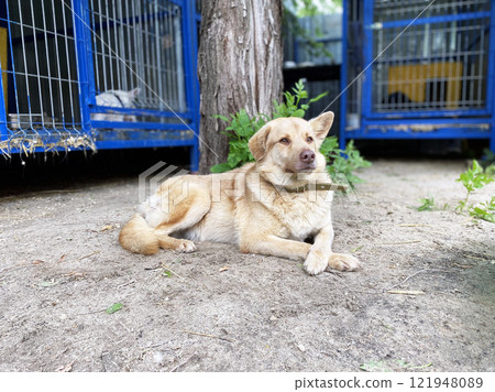 a dog guards the territory at an animal shelter a dog guards the territory at an animal shelter 121948089