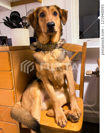 funny dog sits on a chair in the kitchen like a person 121948093