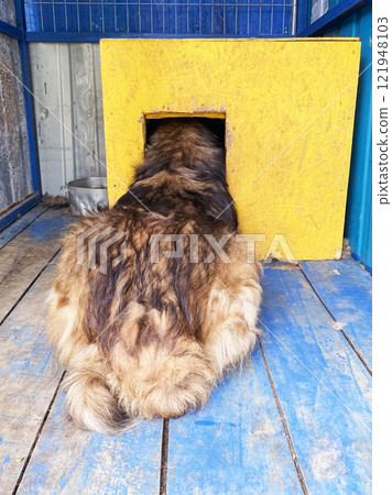 a large dog is stuck and cannot fit into its kennel 121948103