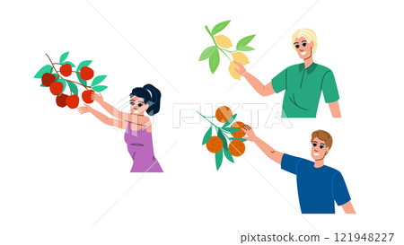 farm fruit picking vector 121948227