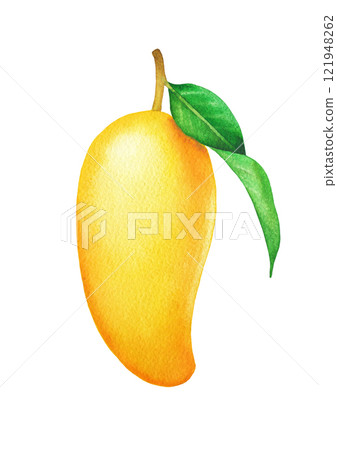 Yellow watercolor mango fruit with a leaf isolated on a white background 121948262
