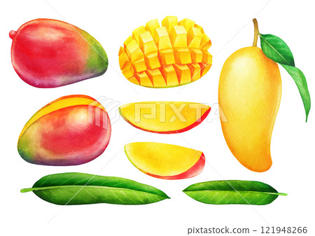 Watercolor mango fruits and leaves isolated on white background 121948266