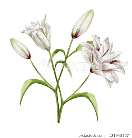 Branches with lily flowers. Large buds and closed buds. White and pink lilies. Spring bouquet. Watercolor illustration without background. For weddings, invitations, congratulations and cards.  121948307